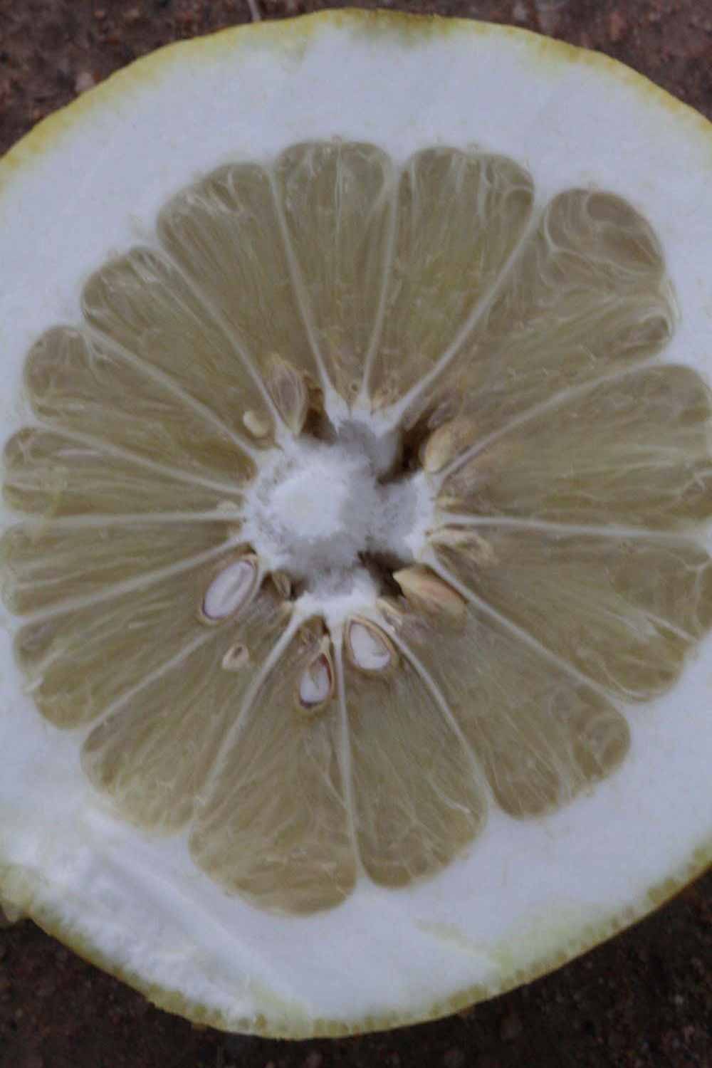            Fruit cross-section (Riverside, CA)   